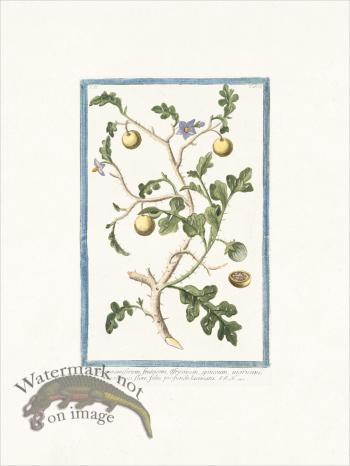 Bonelli 157 Solanum pomiferum